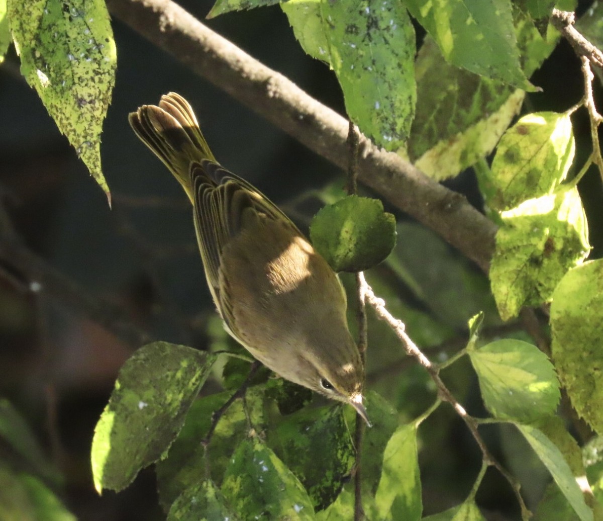 Palm Warbler (Western) - ML643227583