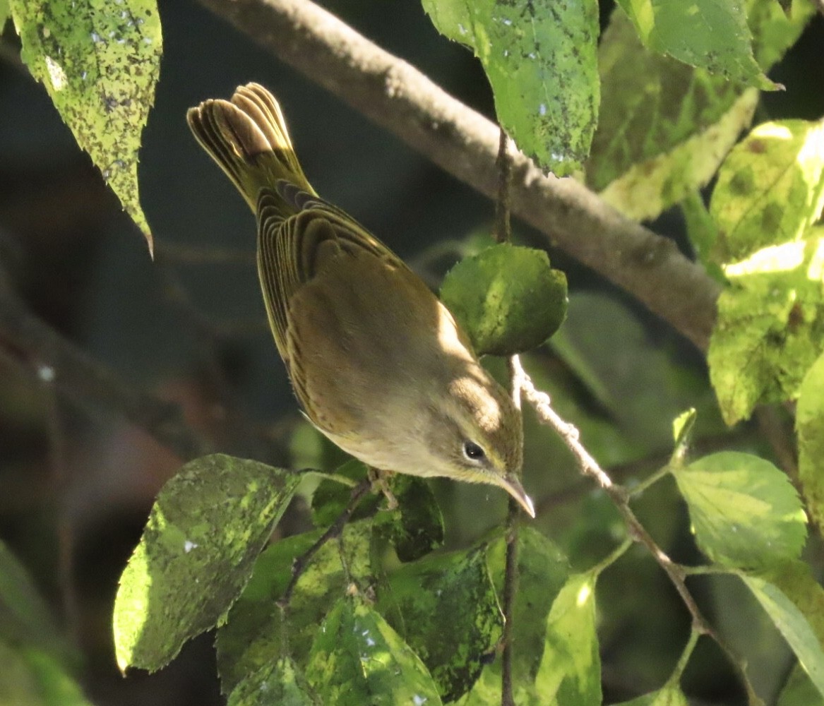 Palm Warbler (Western) - ML643227584