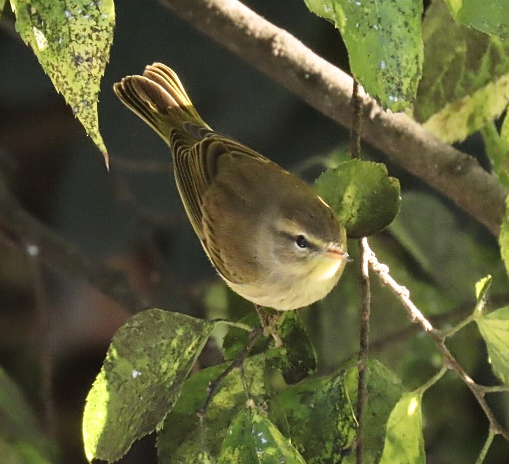 Palm Warbler (Western) - ML643227586