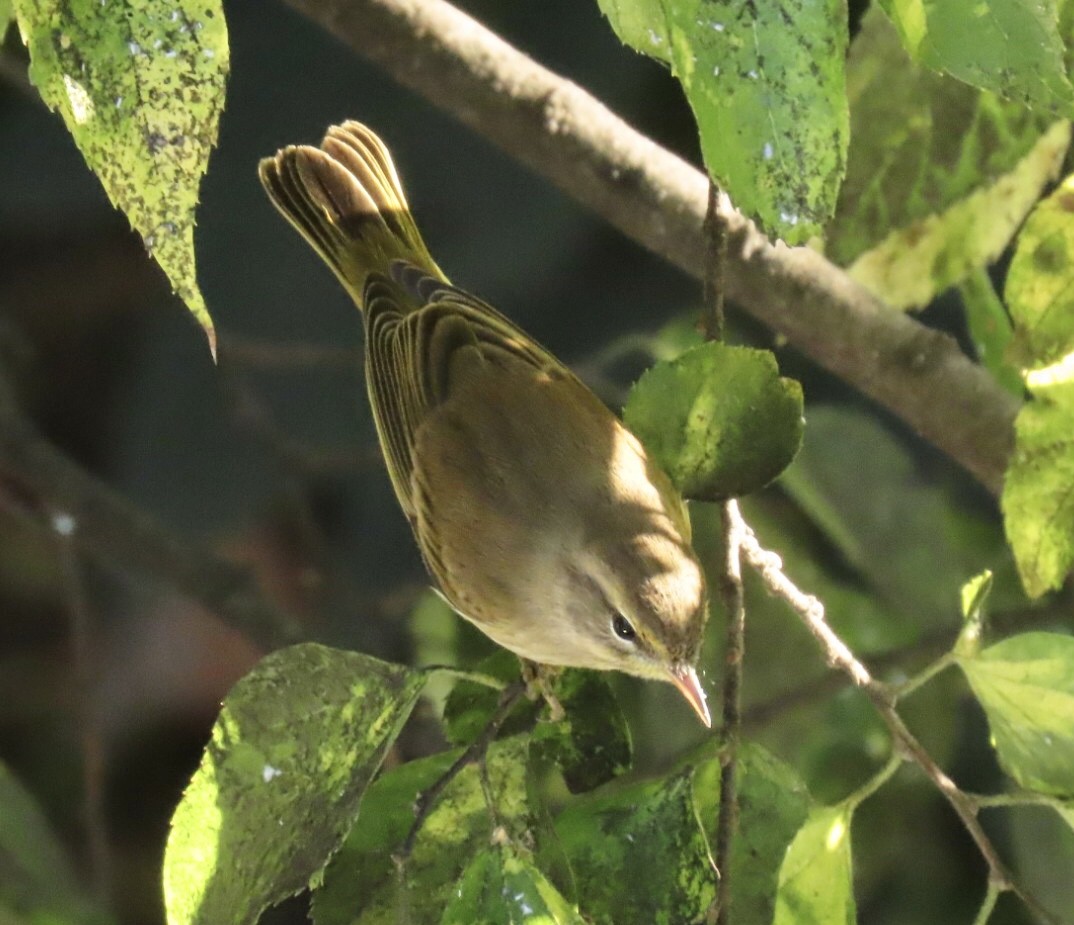 Palm Warbler (Western) - ML643227587