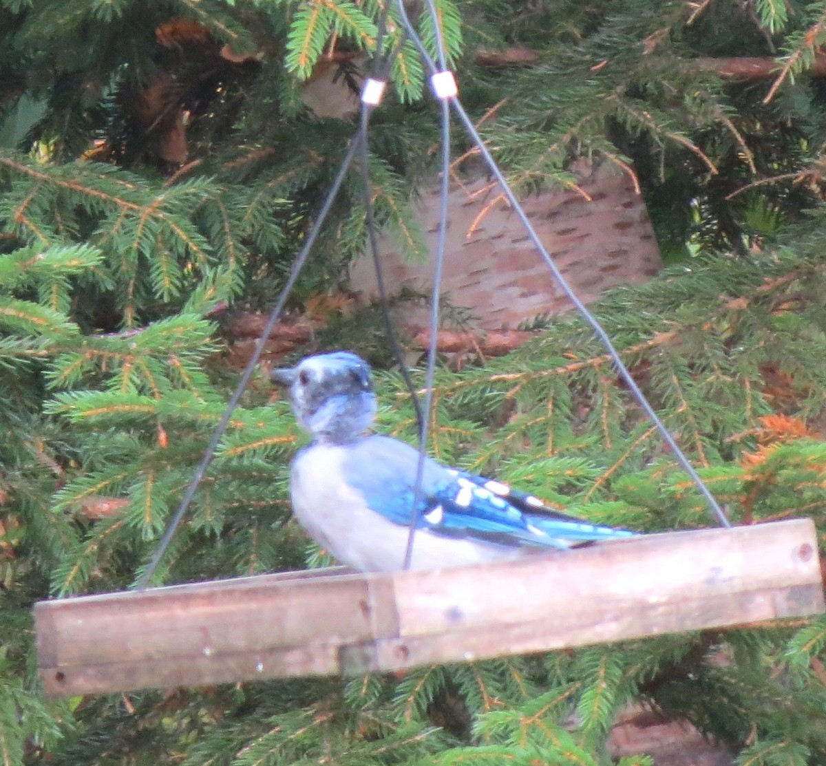 Blue Jay - ML643227588