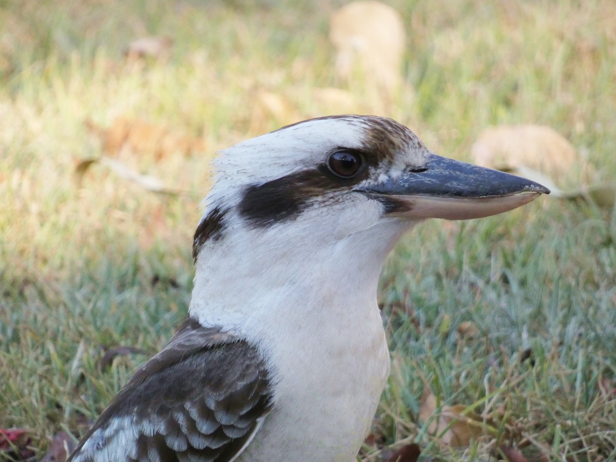 Laughing Kookaburra - ML643227589