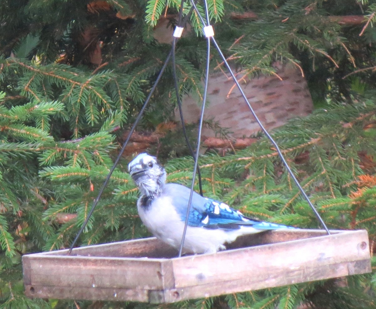Blue Jay - ML643227590