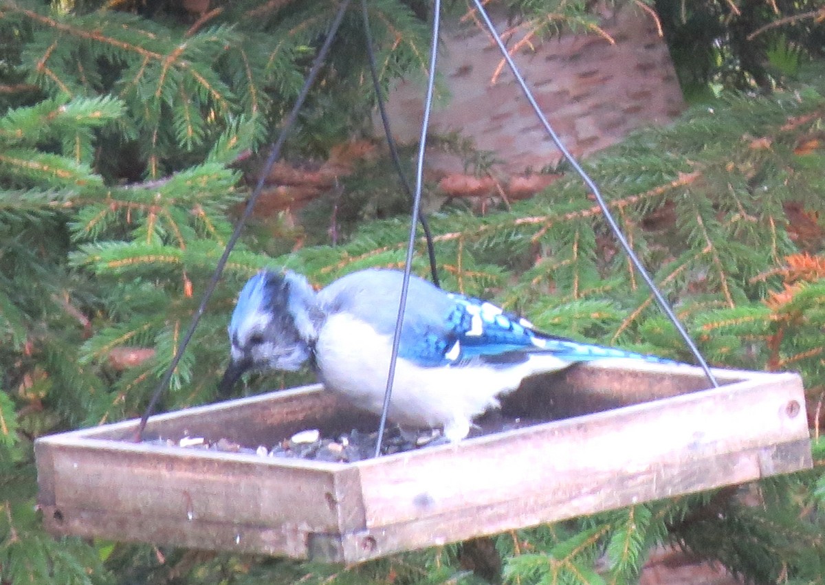 Blue Jay - ML643227591