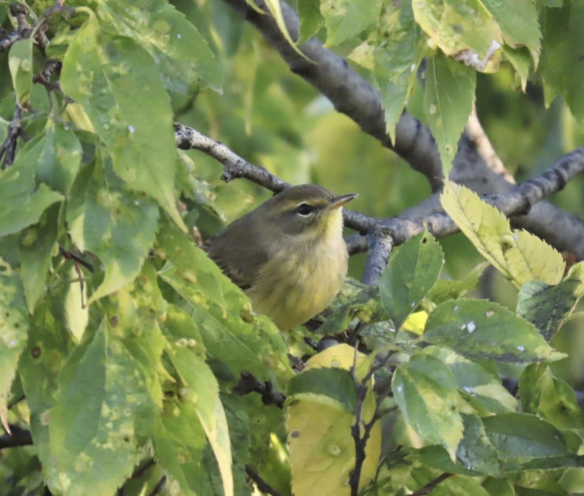 Palm Warbler (Yellow) - ML643227592