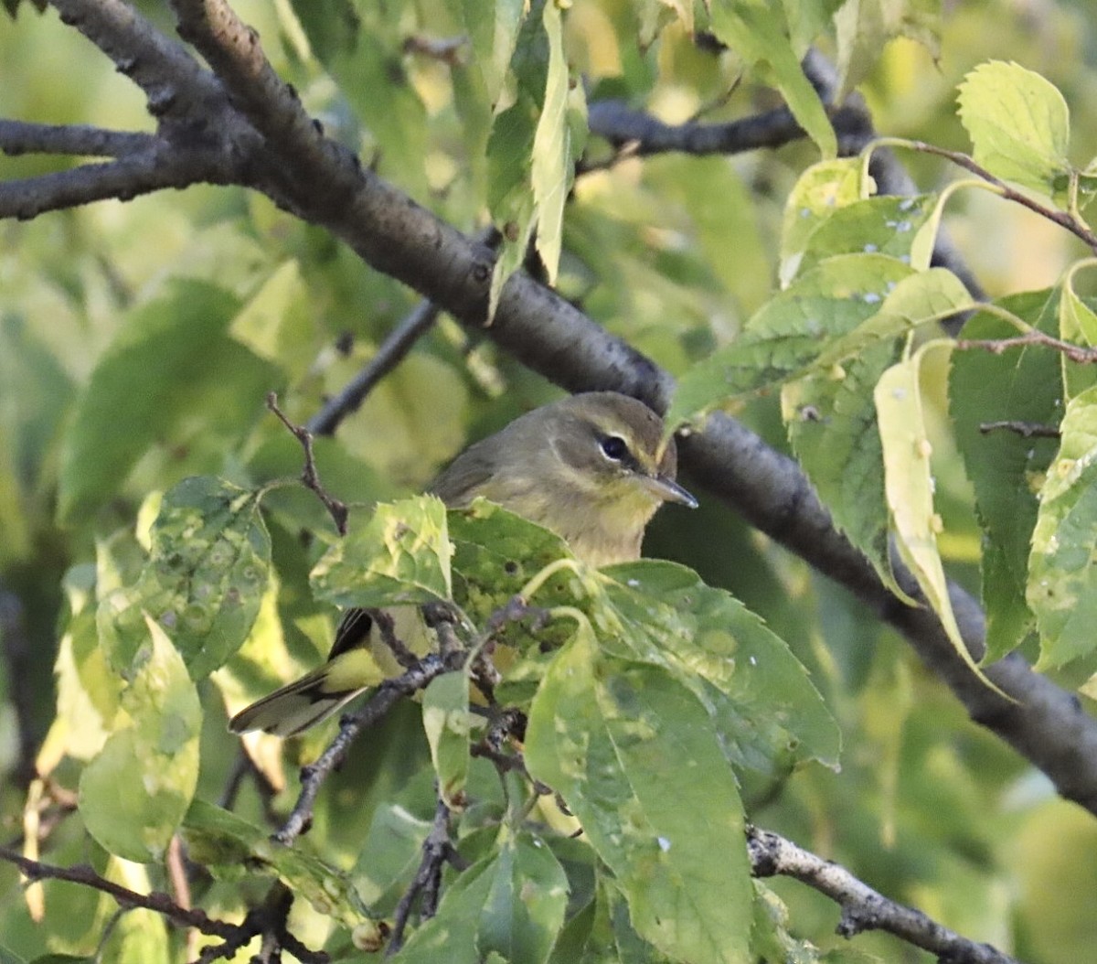 Palm Warbler (Yellow) - ML643227593