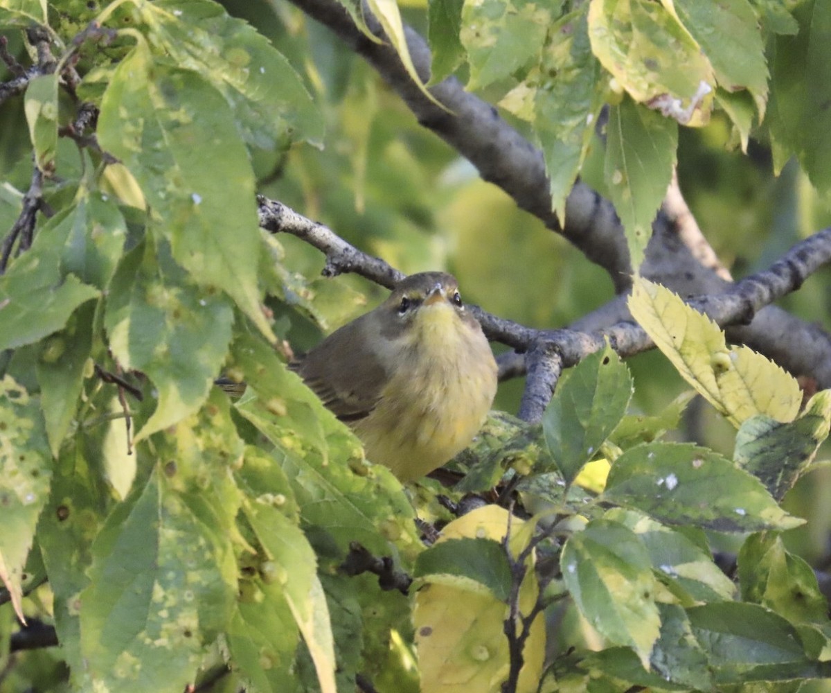 Palm Warbler (Yellow) - ML643227594