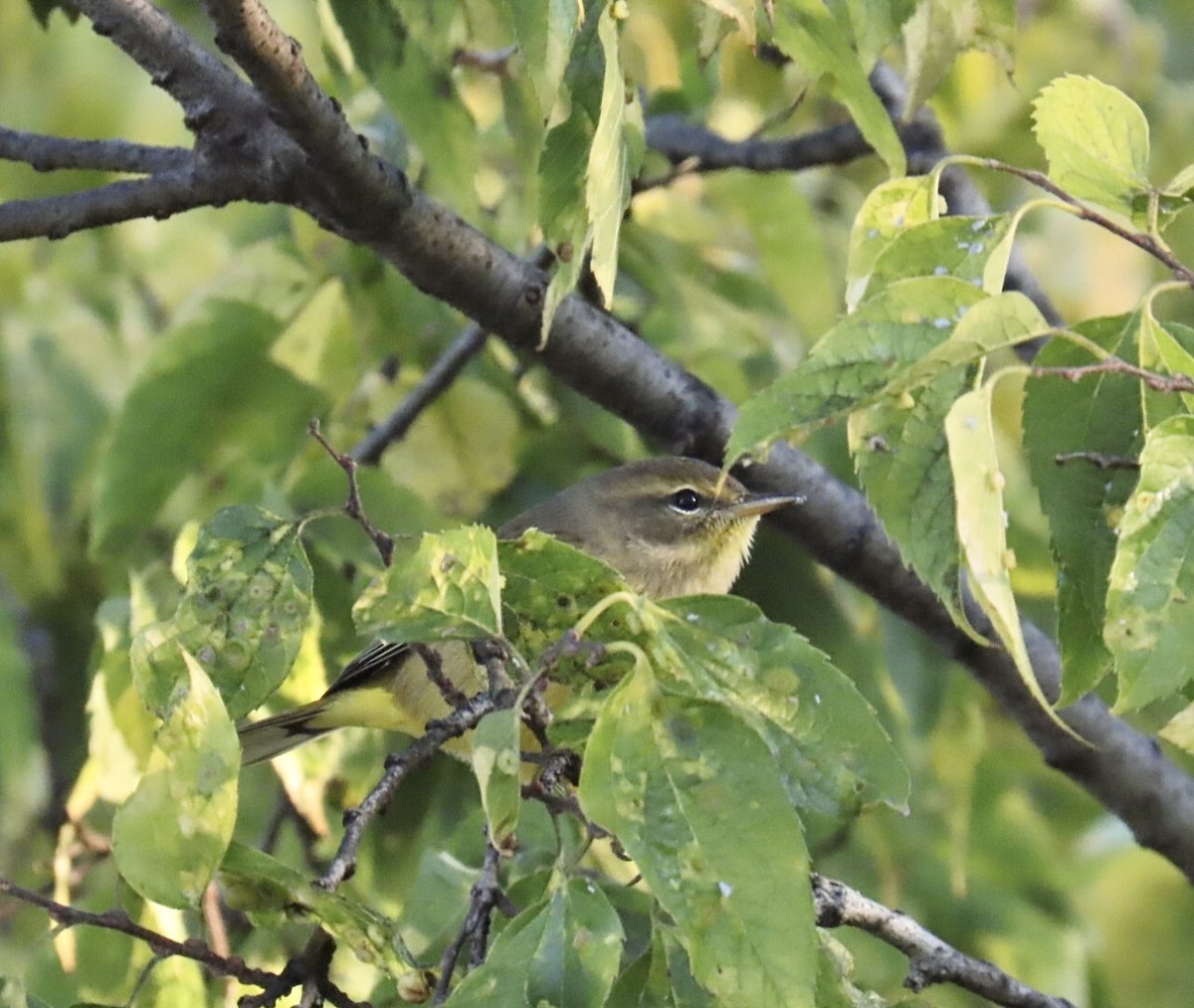 Palm Warbler (Yellow) - ML643227595