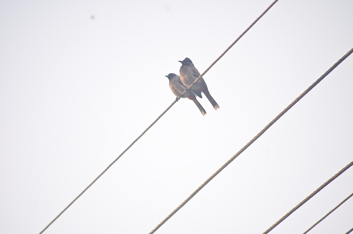 Red-vented Bulbul - ML643227596