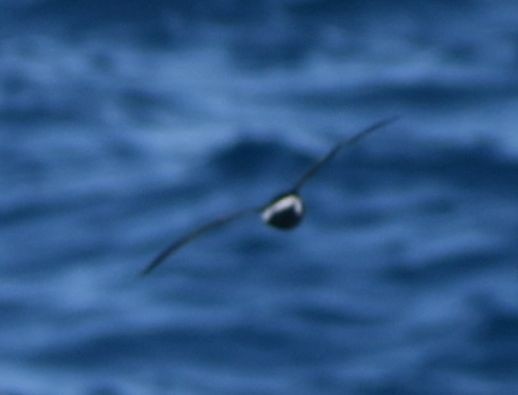 European Storm-Petrel - ML643227646