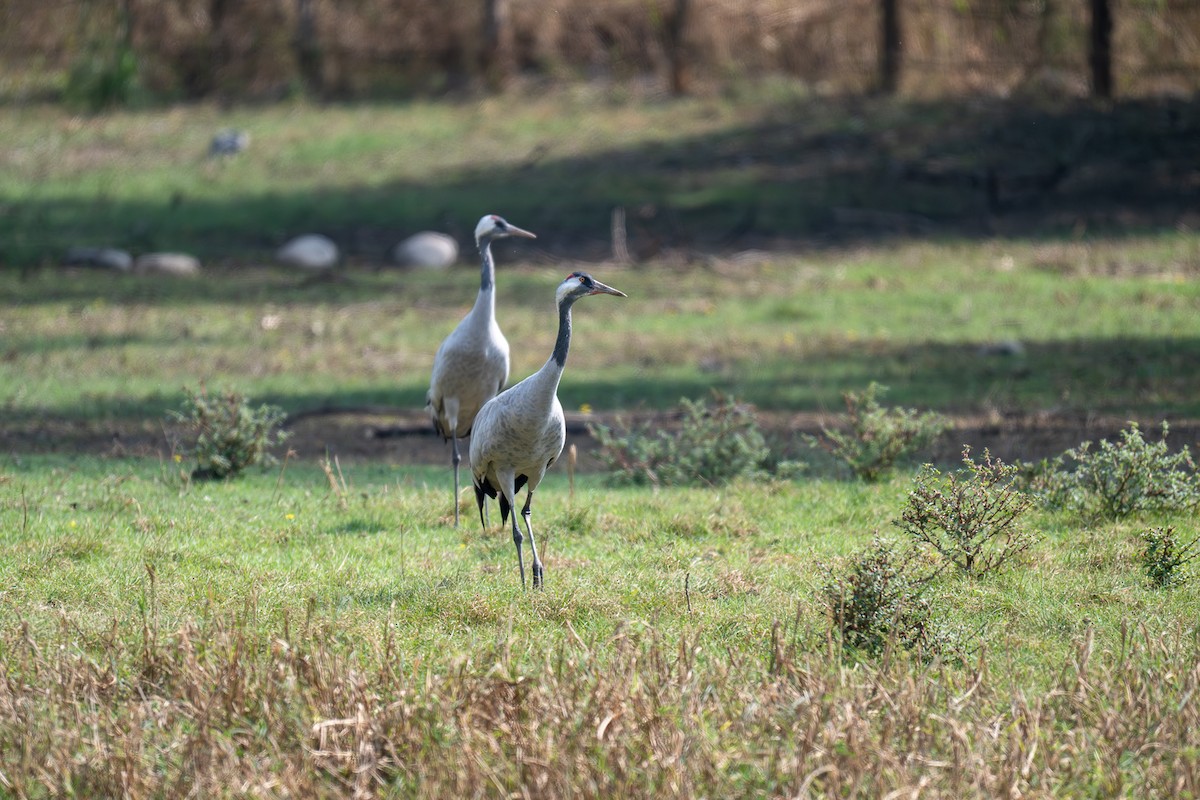 Common Crane - ML643227659