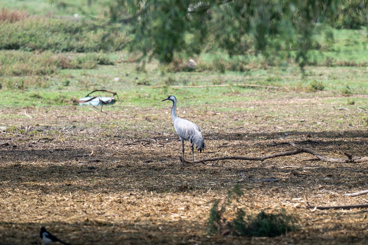 Common Crane - ML643227660