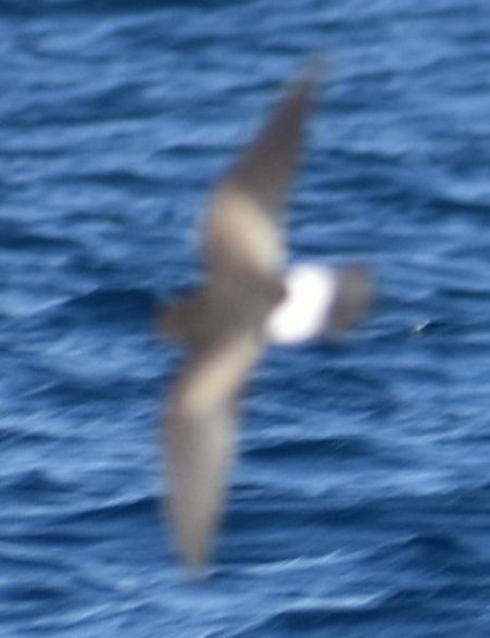 European Storm-Petrel - ML643227661