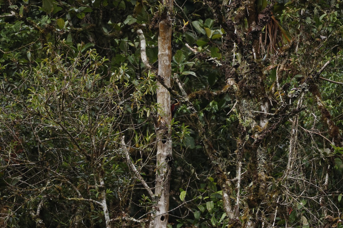 Crimson-bellied Woodpecker (Crimson-bellied) - ML643227679
