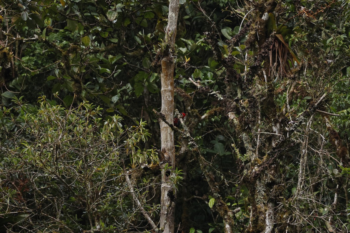 Crimson-bellied Woodpecker (Crimson-bellied) - ML643227680