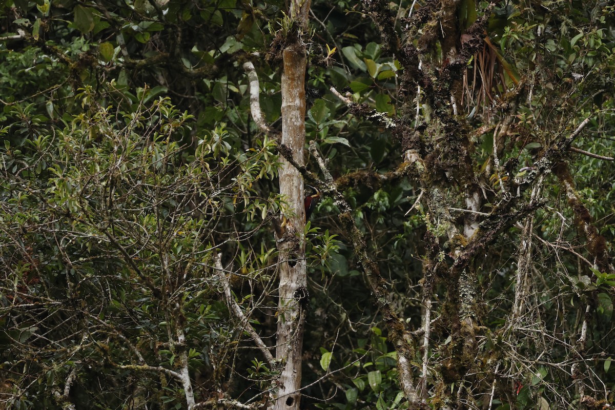 Crimson-bellied Woodpecker (Crimson-bellied) - ML643227681