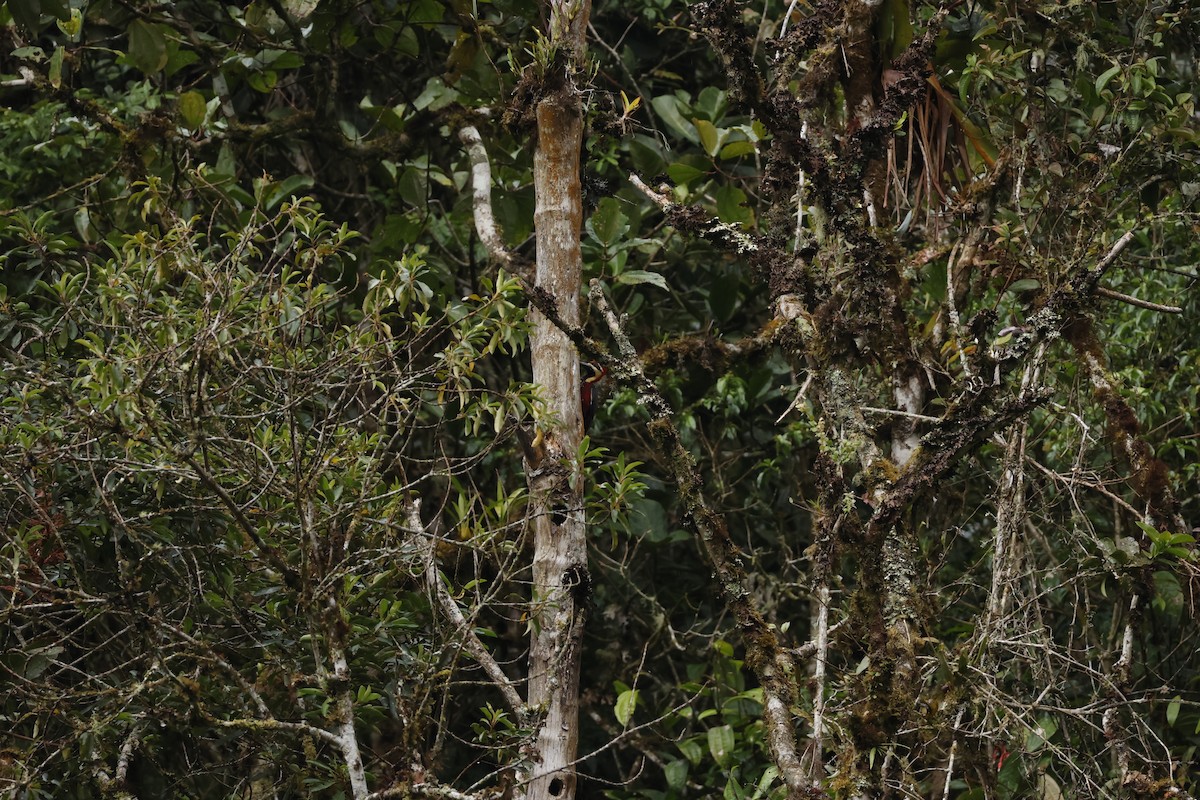 Crimson-bellied Woodpecker (Crimson-bellied) - ML643227682
