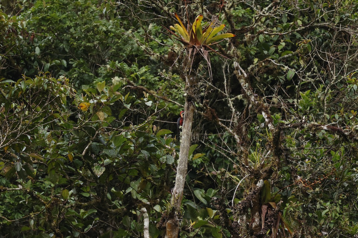 Crimson-bellied Woodpecker (Crimson-bellied) - ML643227683