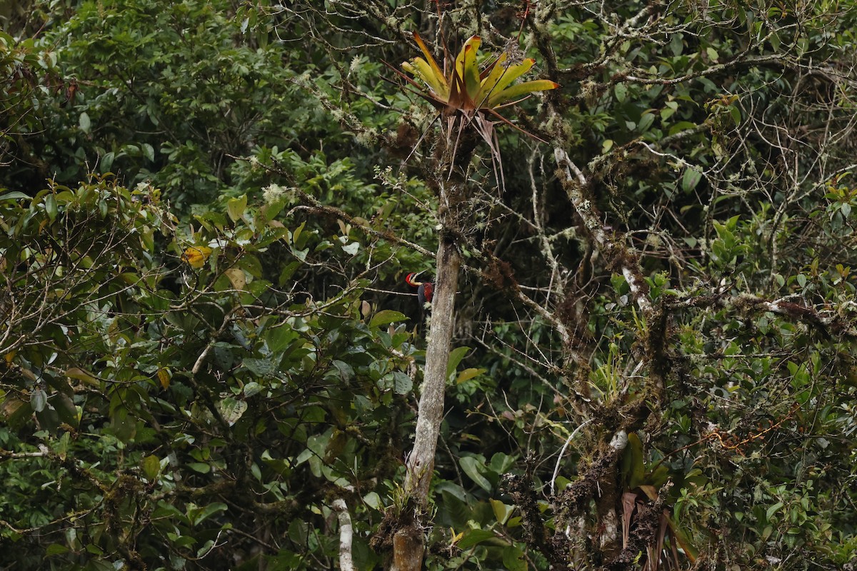 Crimson-bellied Woodpecker (Crimson-bellied) - ML643227684