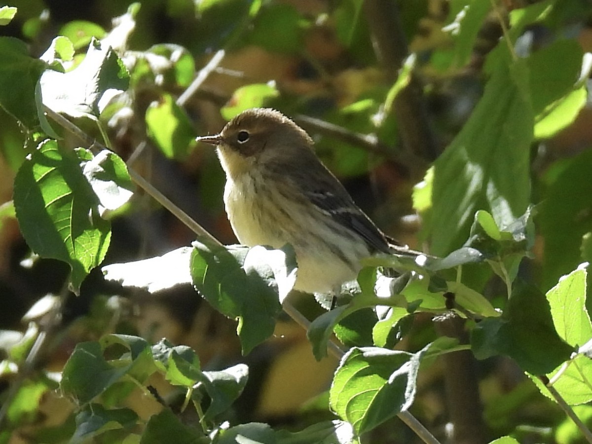 キヅタアメリカムシクイ（coronata） - ML643227693