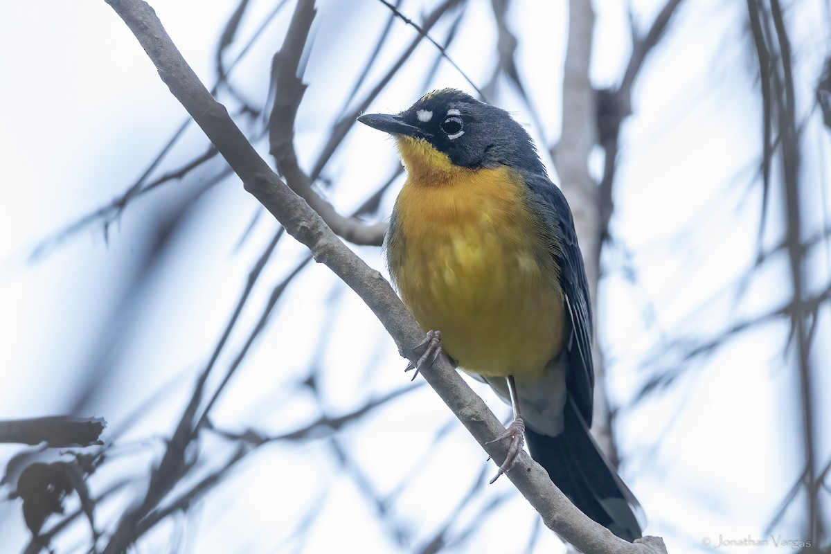 Fächerwaldsänger - ML643227700