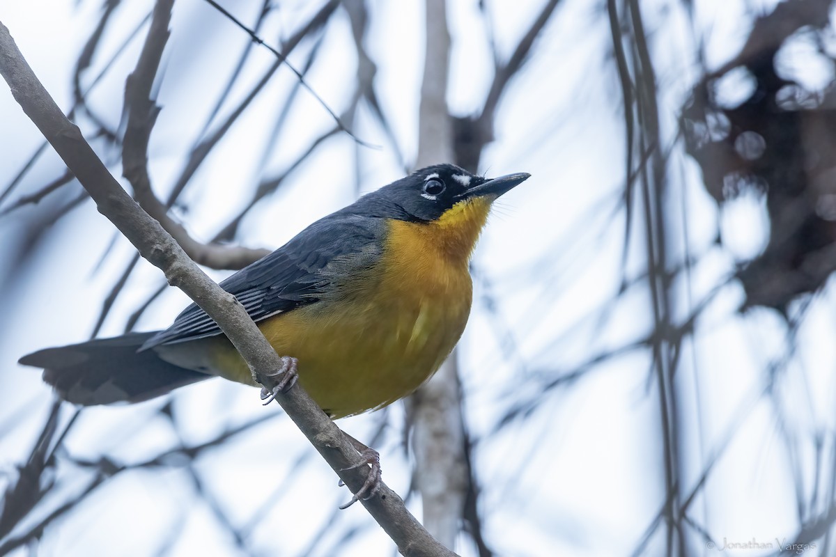 Fächerwaldsänger - ML643227701