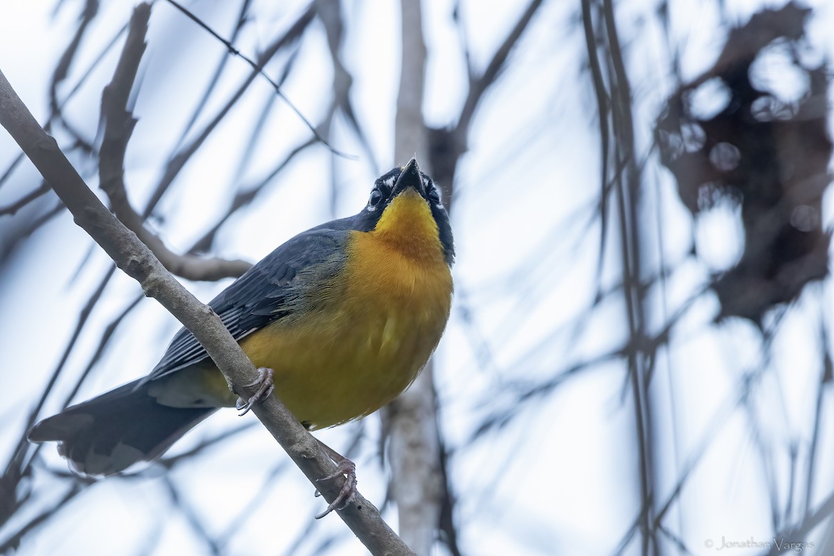 Fächerwaldsänger - ML643227702