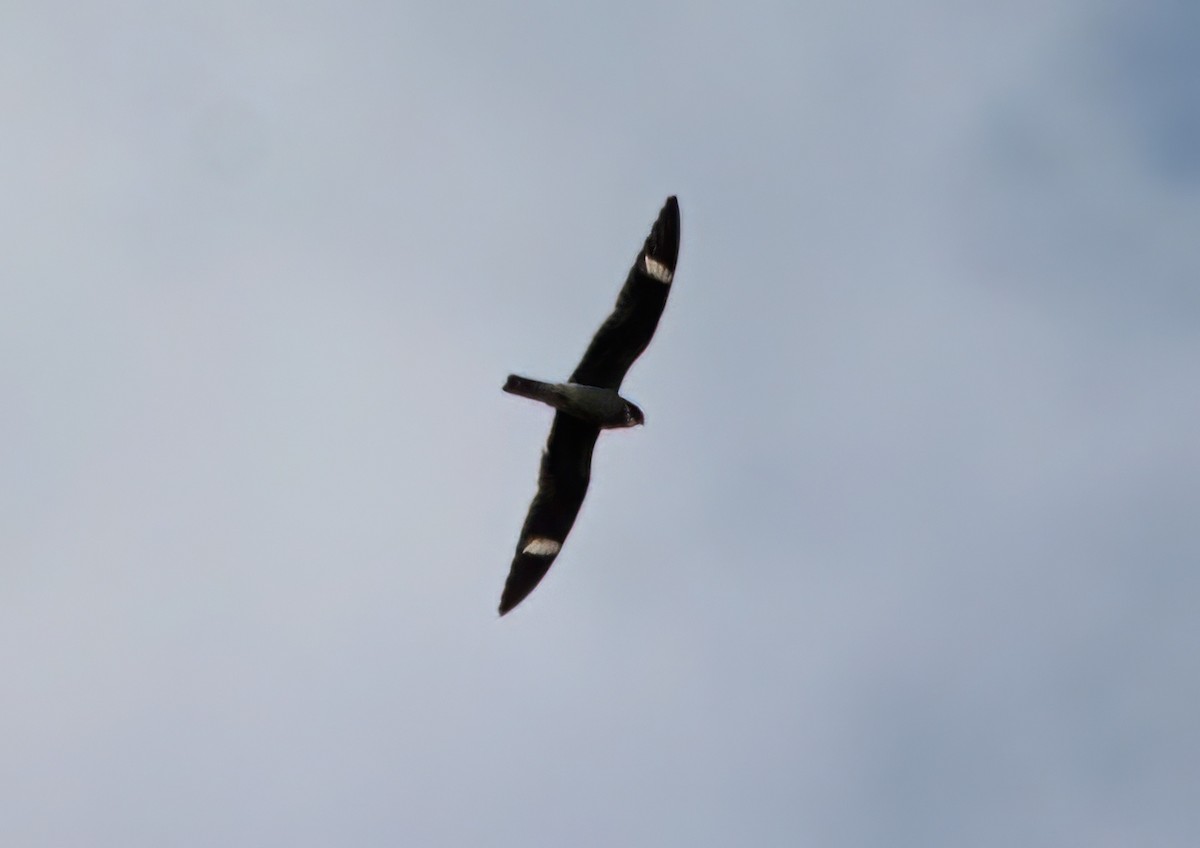 Common Nighthawk - ML643227705