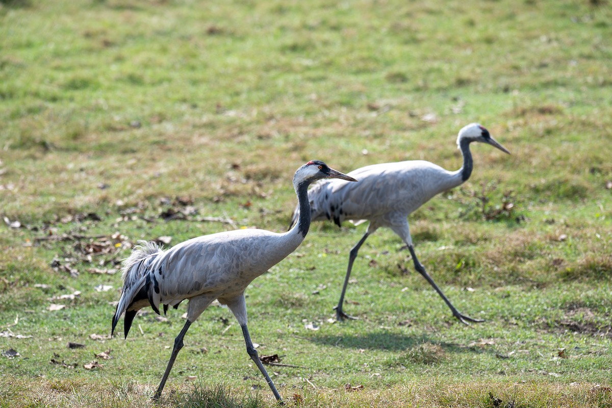 Common Crane - ML643227706
