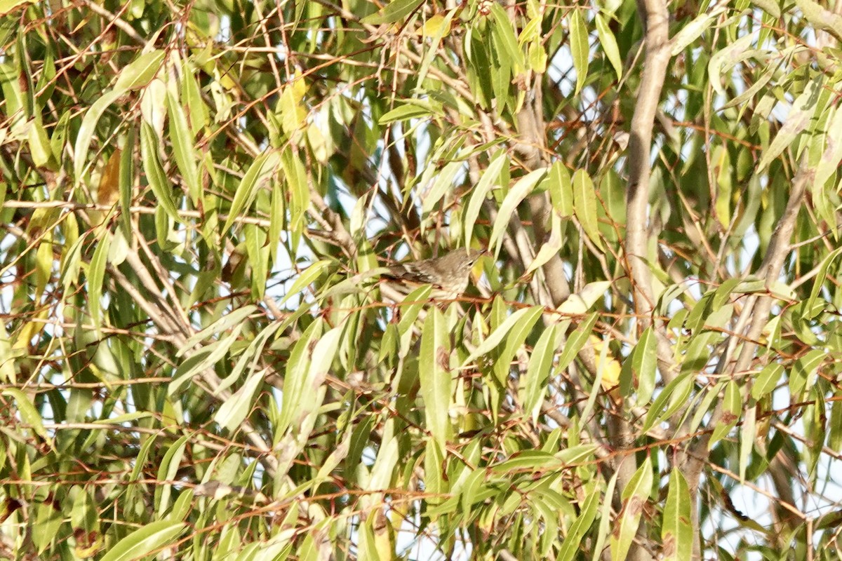 Yellow-rumped Warbler - ML643227707