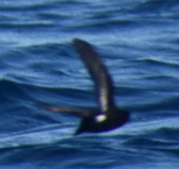 European Storm-Petrel - ML643227708