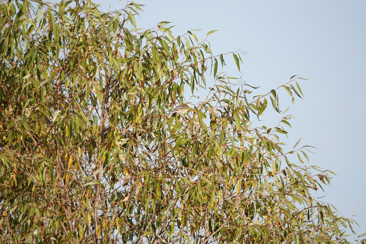 Yellow-rumped Warbler - ML643227709