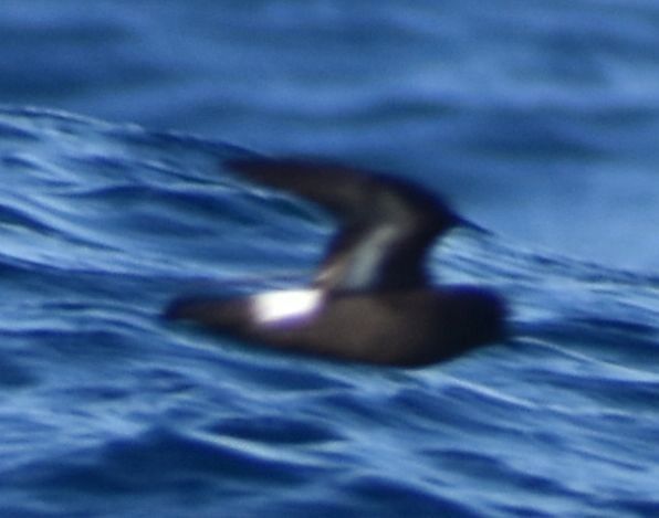 European Storm-Petrel - ML643227711