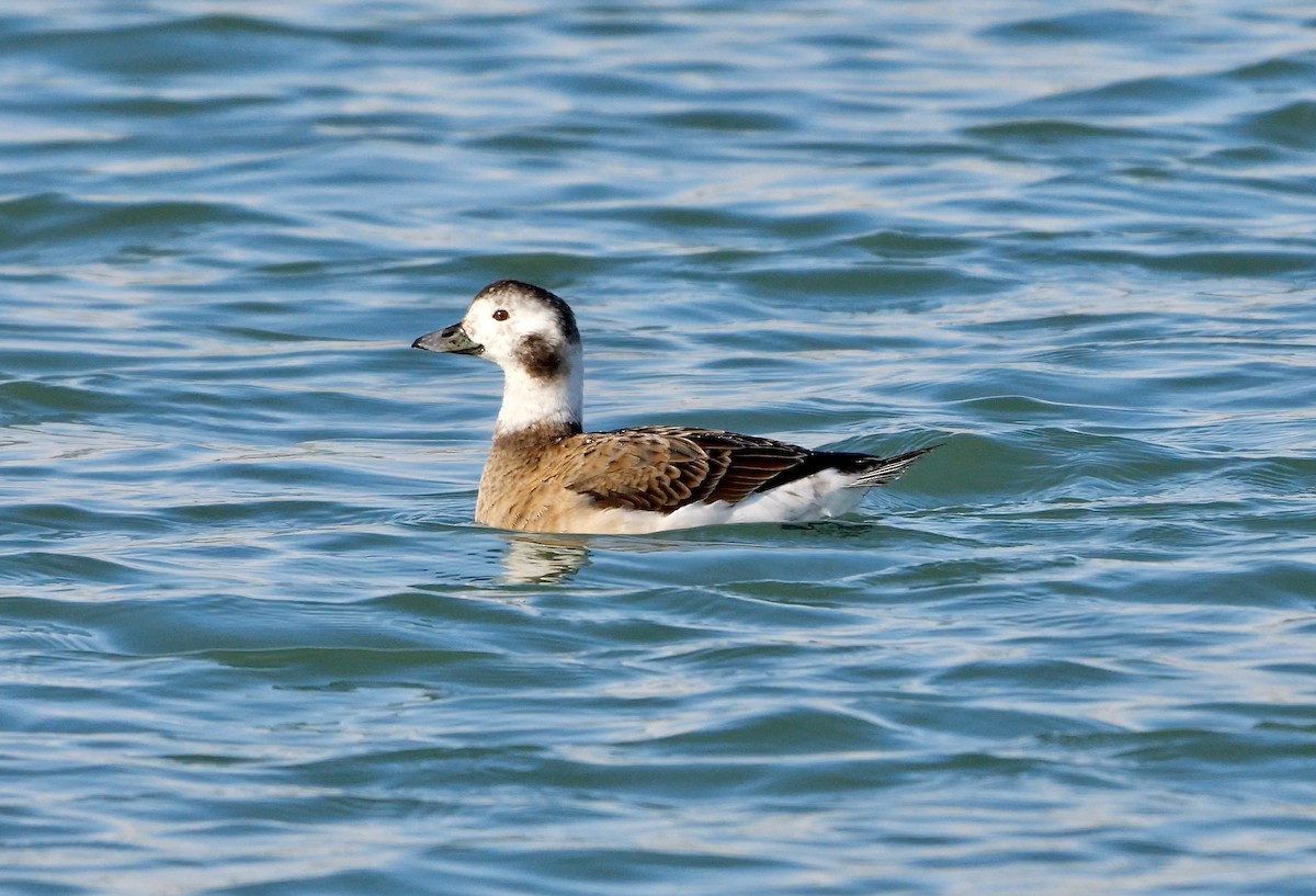 Long-tailed Duck - ML643227712