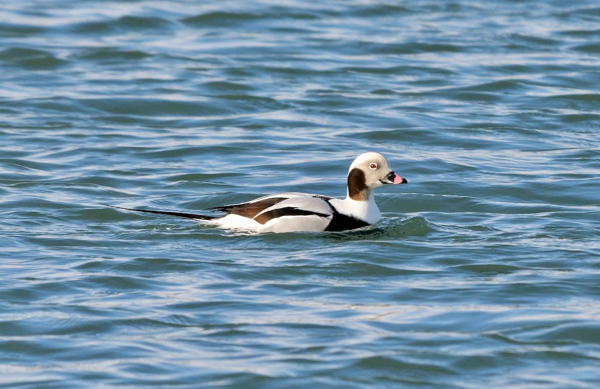 Long-tailed Duck - ML643227713