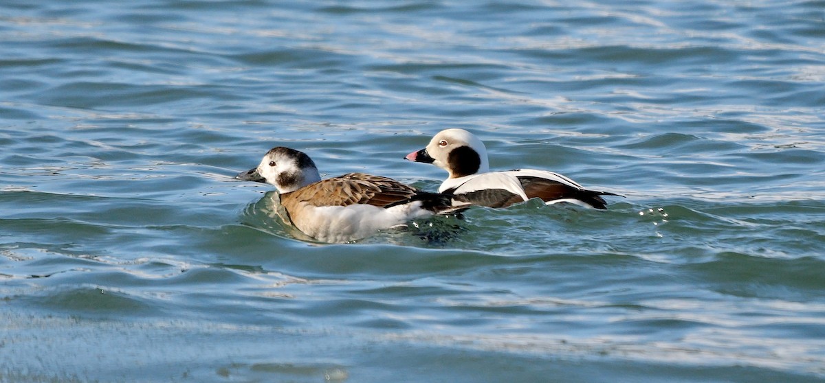 Long-tailed Duck - ML643227714