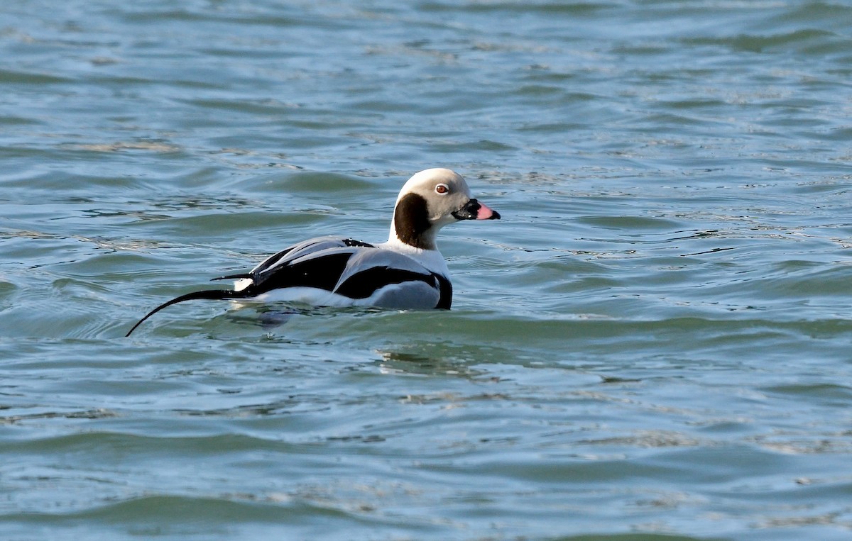 Long-tailed Duck - ML643227715