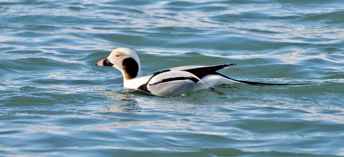 Long-tailed Duck - ML643227716