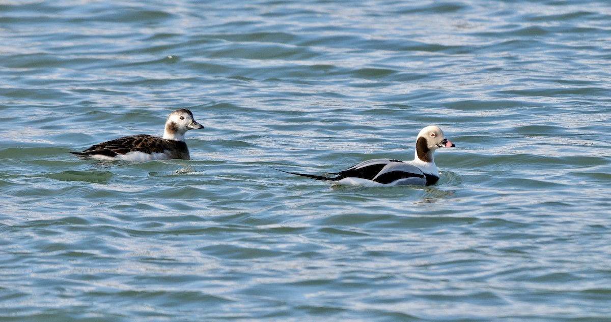 Long-tailed Duck - ML643227717