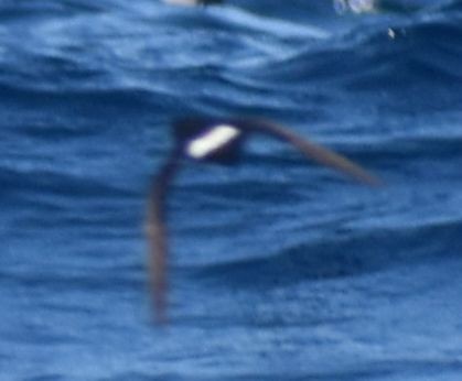 European Storm-Petrel - ML643227721