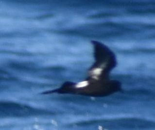 European Storm-Petrel - ML643227722