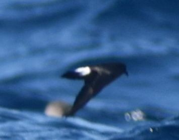 European Storm-Petrel - ML643227723