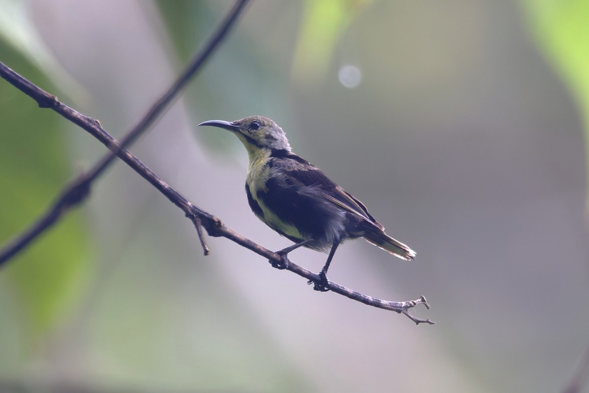 Black Sunbird - ML643227724