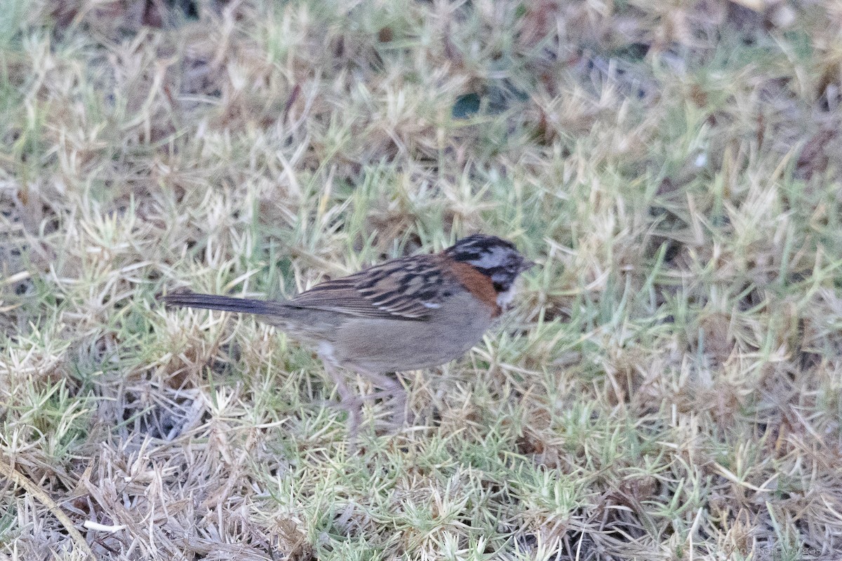 Rufous-collared Sparrow (Rufous-collared) - ML643227725