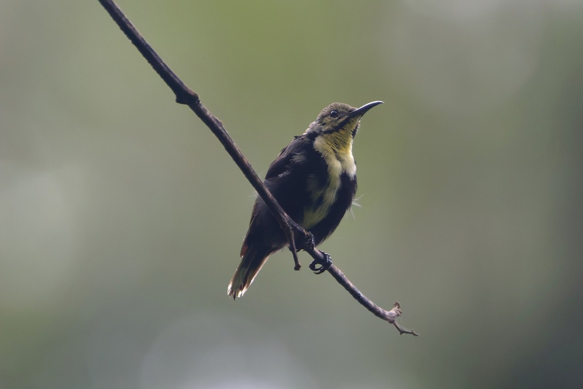 Black Sunbird - ML643227726