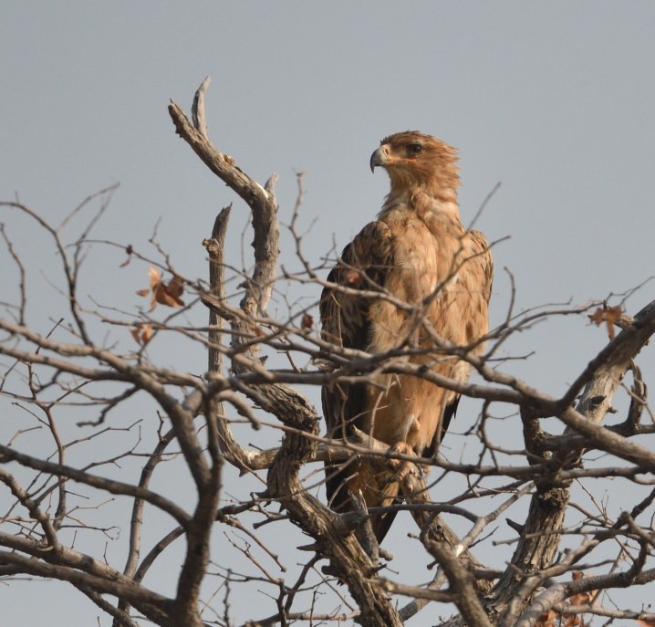 Tawny Eagle - ML643227728