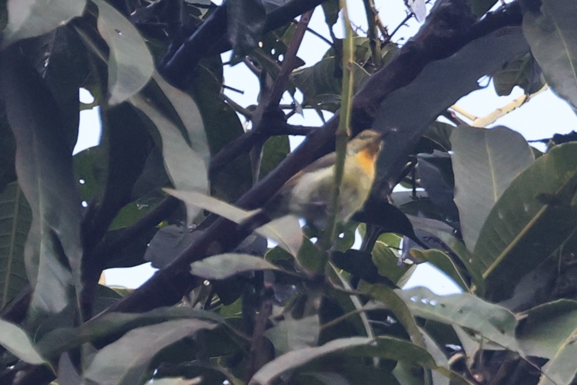 Black Sunbird - ML643227729