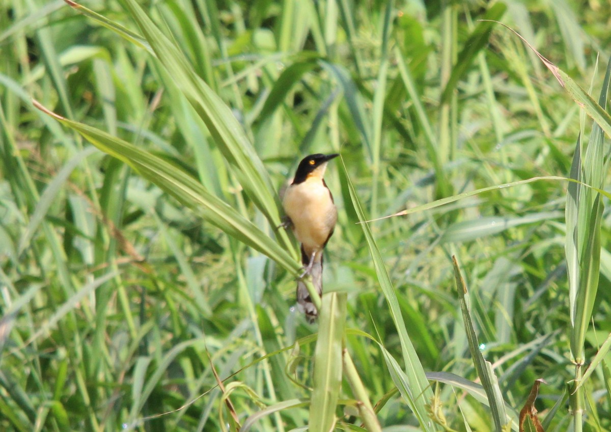 Black-capped Donacobius - ML643227730