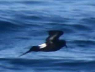European Storm-Petrel - ML643227731