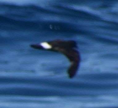 European Storm-Petrel - ML643227737